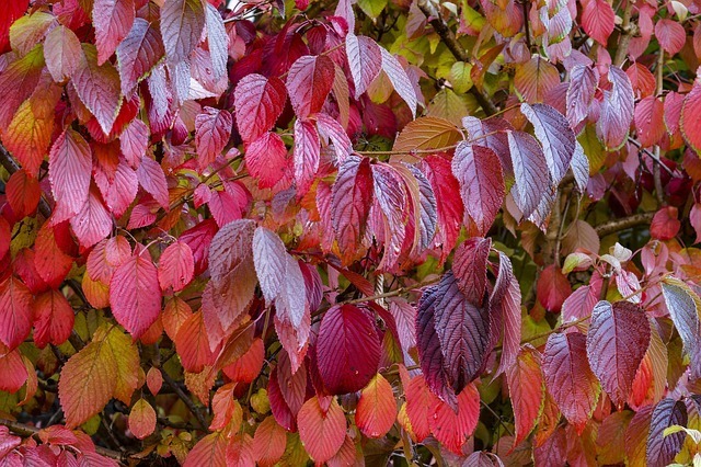 ハナミズキの紅葉 小耳情報